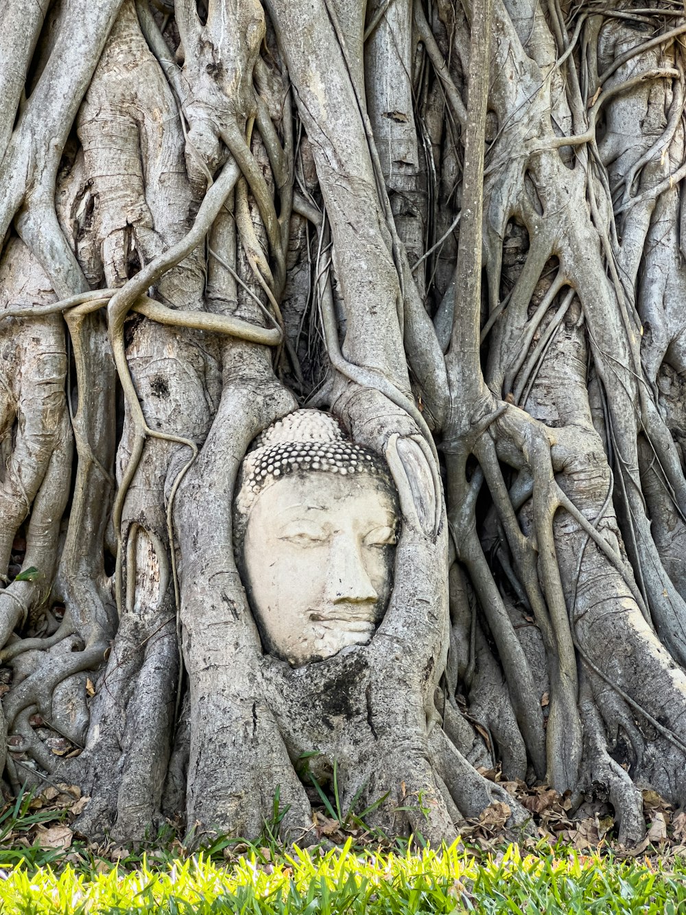 a buddha head embedded in a tree trunk