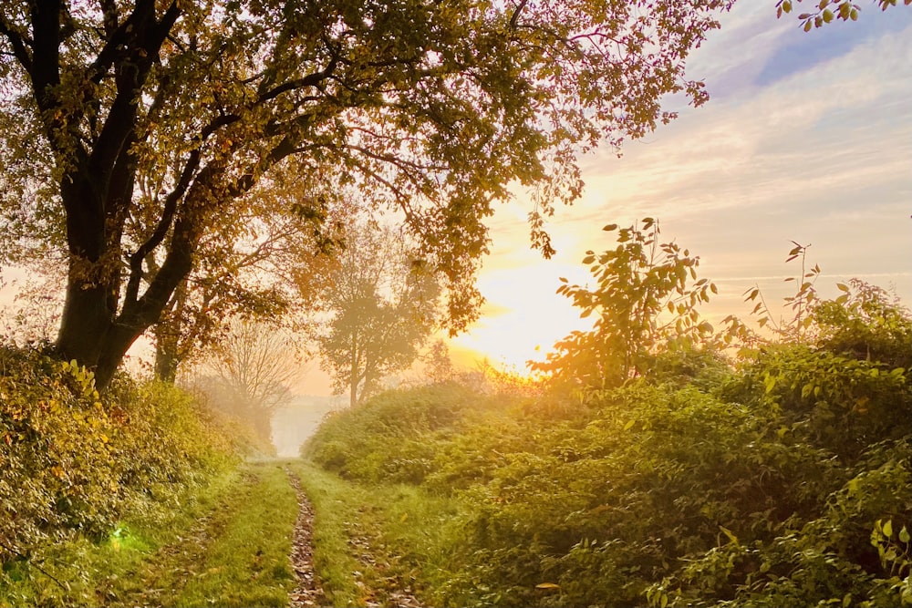 the sun is shining through the trees on a path