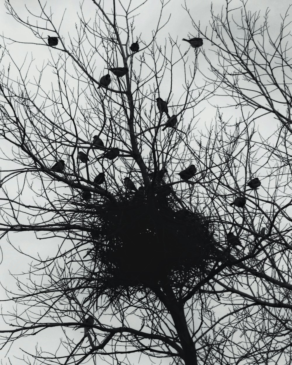 a flock of birds sitting on top of a tree