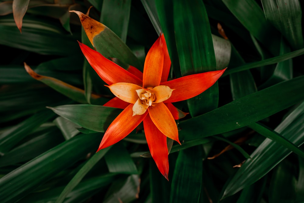 a red and yellow flower surrounded by green leaves