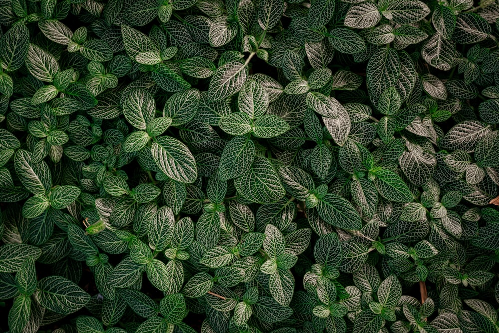 a close up of a plant with green leaves