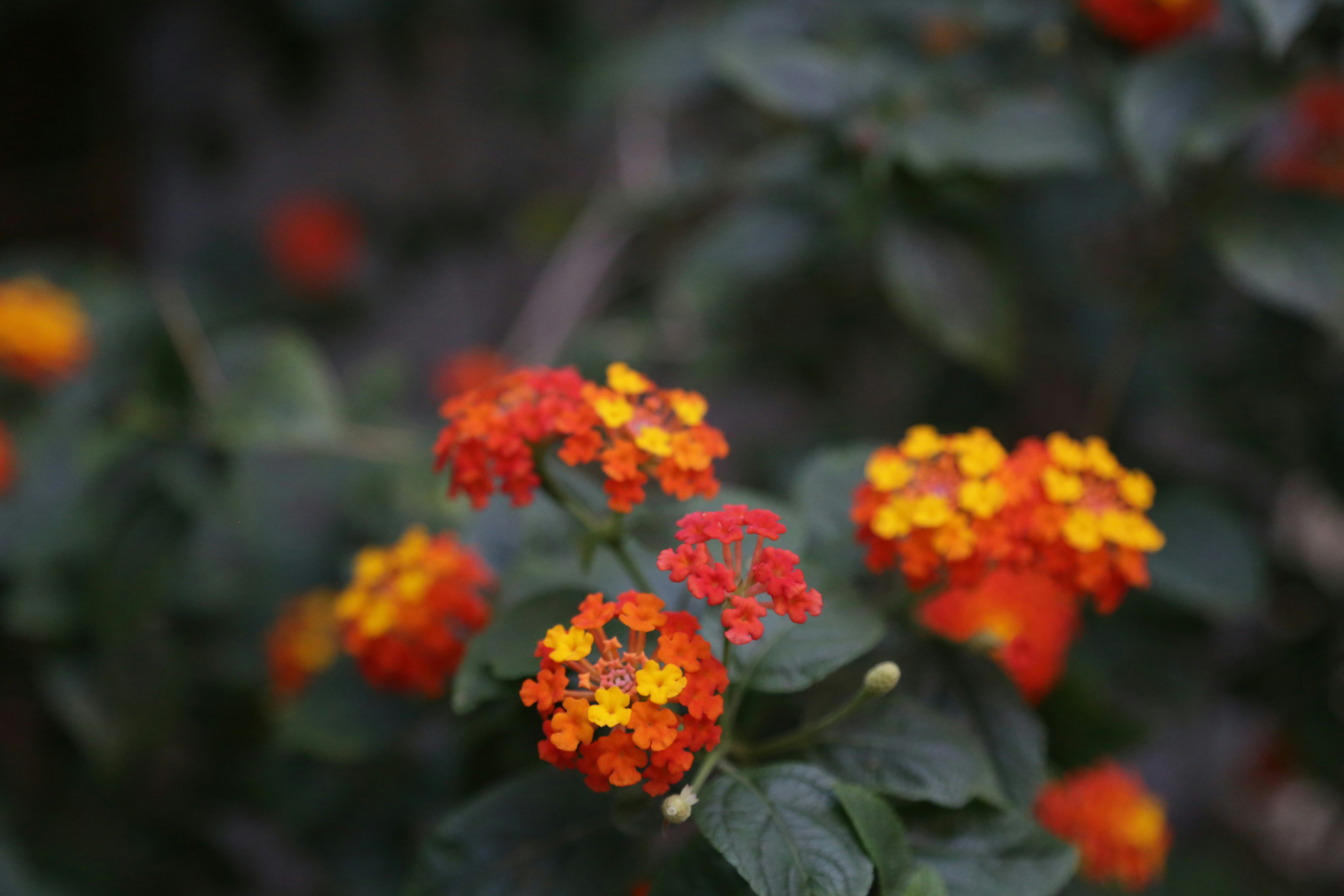 Photo by hidethepicture