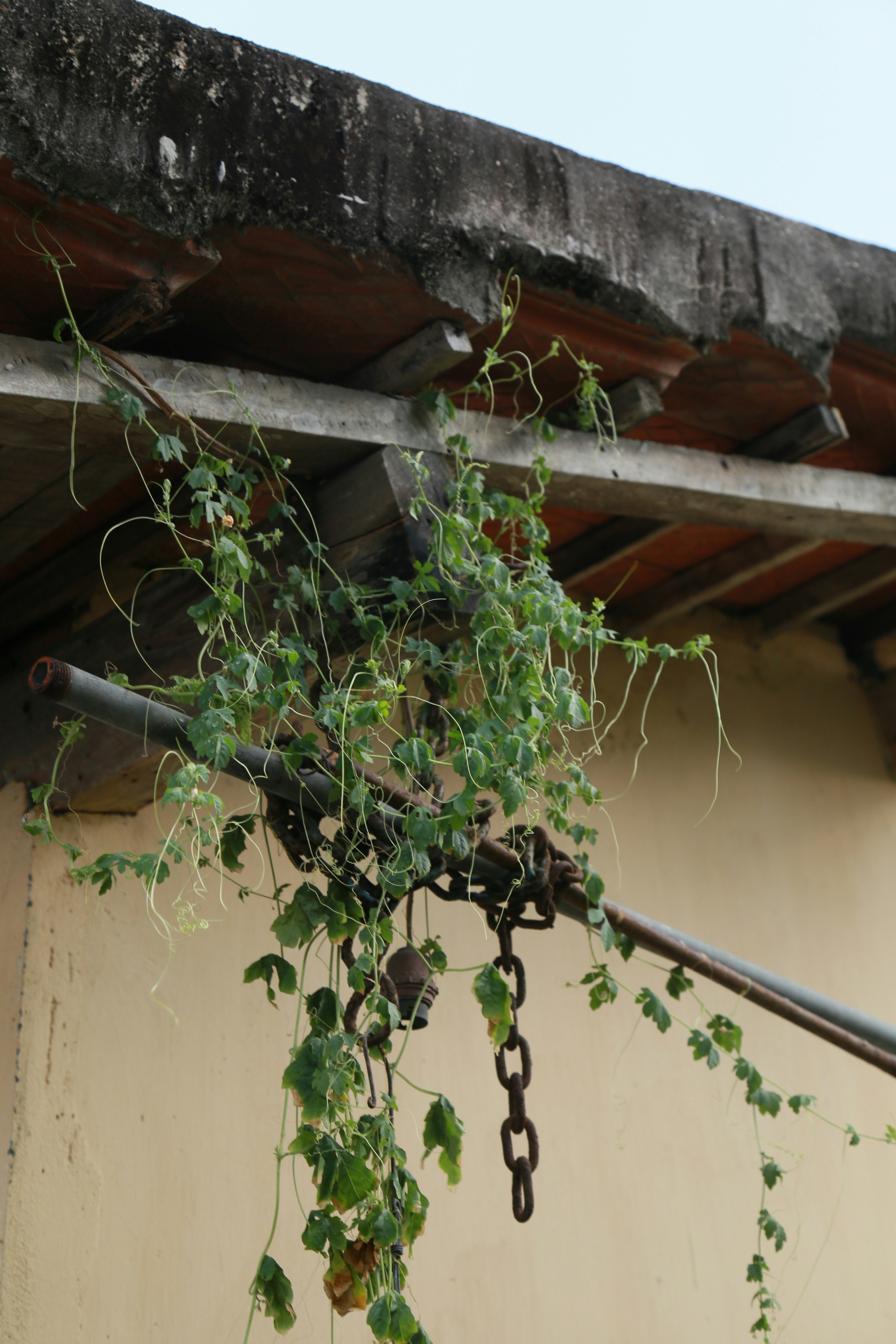 a bunch of vines hanging from the side of a building