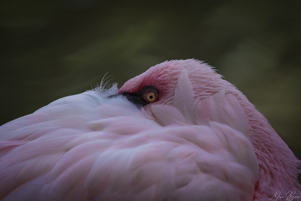 a close up of a pink bird with a black background