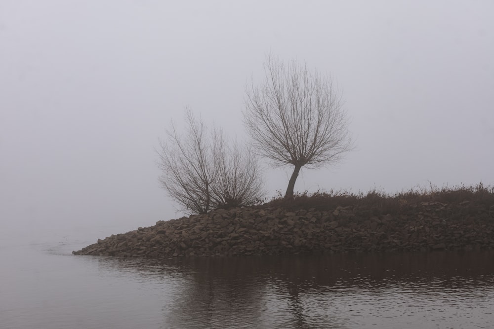 duas árvores em uma pequena ilha no meio de um corpo de água