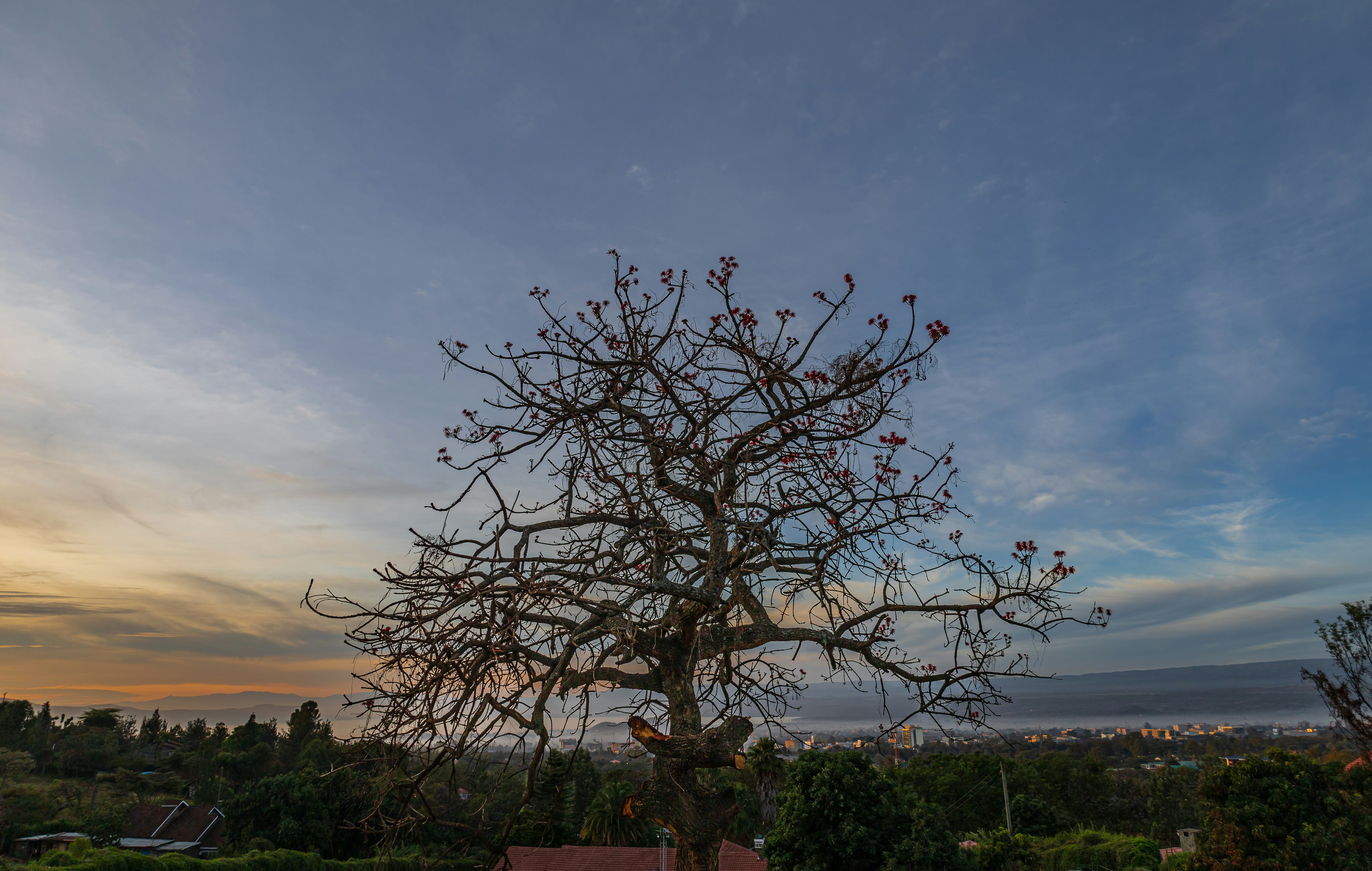 a tree with no leaves in the middle of a field