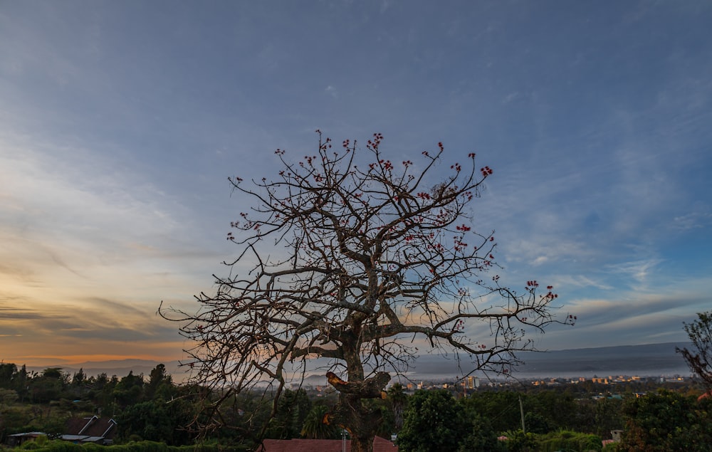 a tree with no leaves in the middle of a field