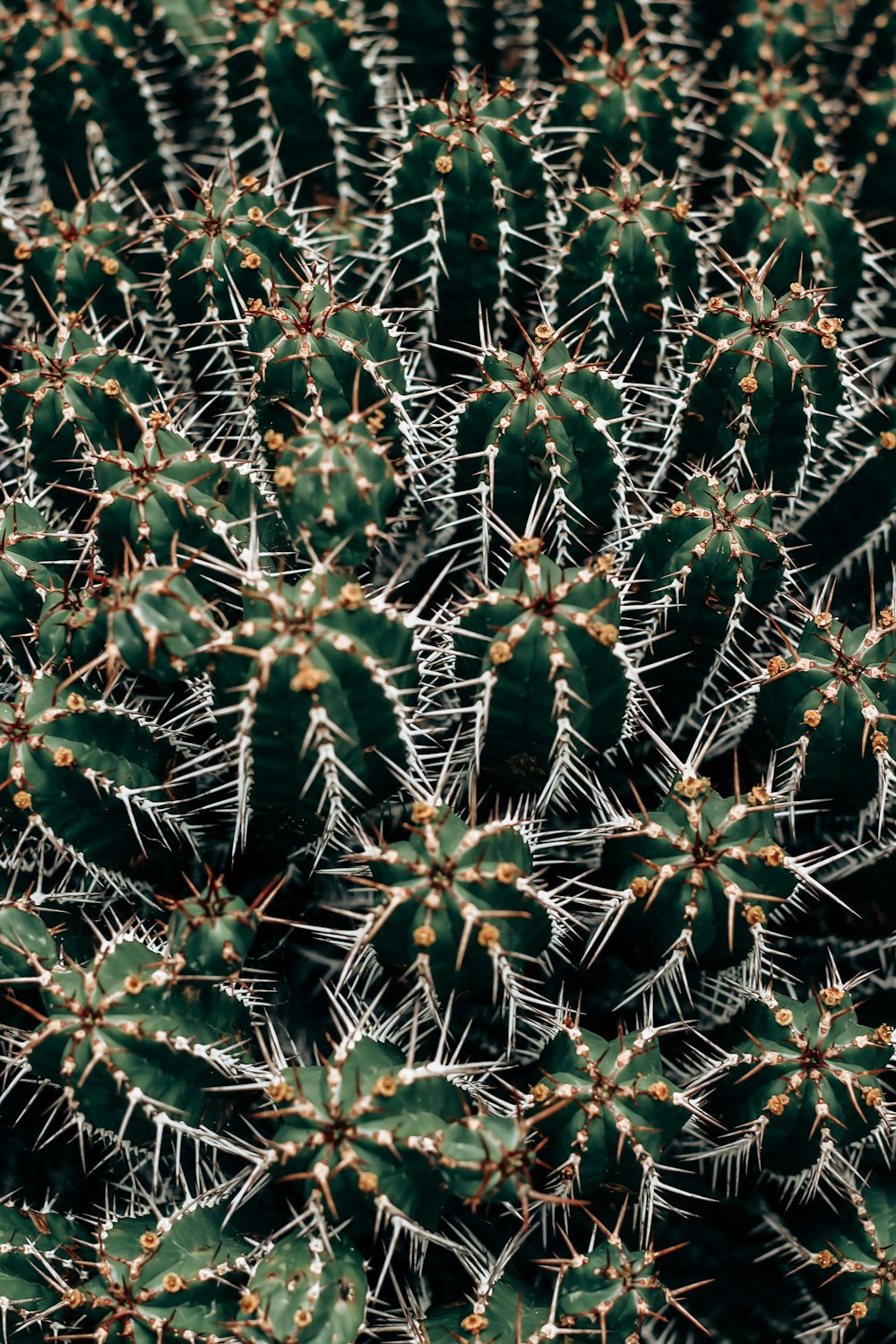 a close up of a green cactus plant