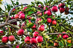 a tree filled with lots of red apples