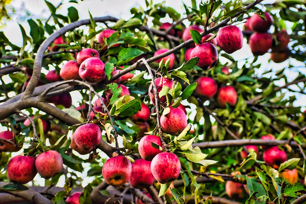 Un albero pieno di molte mele rosse