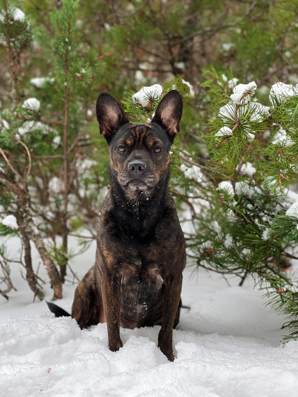 a black and brown dog sitting in the snow