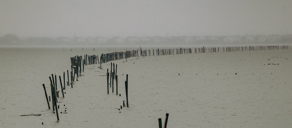 a row of poles sticking out of the water