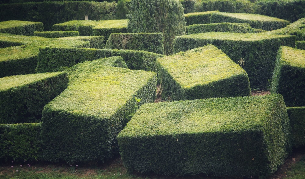 a large group of bushes that are in the grass