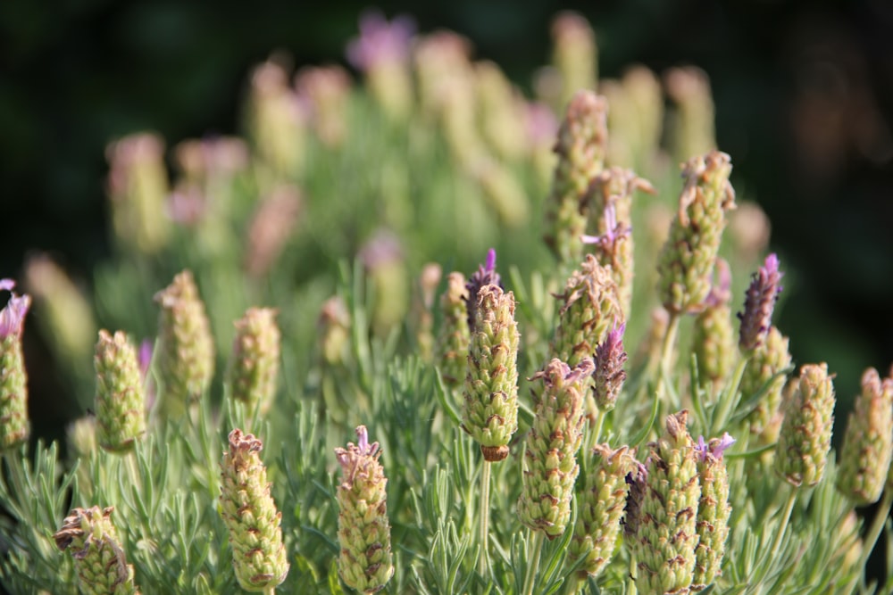 a close up of a plant with small flowers