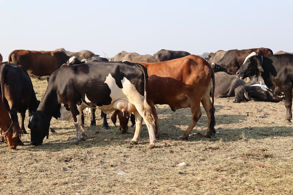 a herd of cattle grazing on a dry grass field