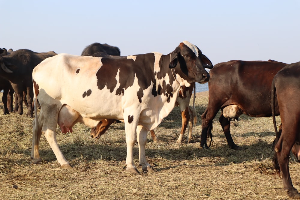 a herd of cattle standing on top of a dry grass field