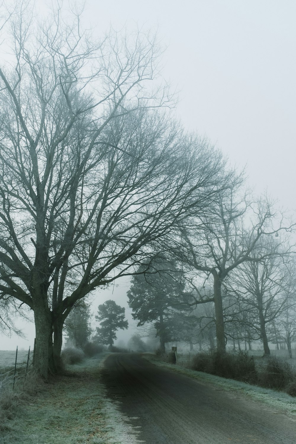 a foggy road with trees and a person walking down the road