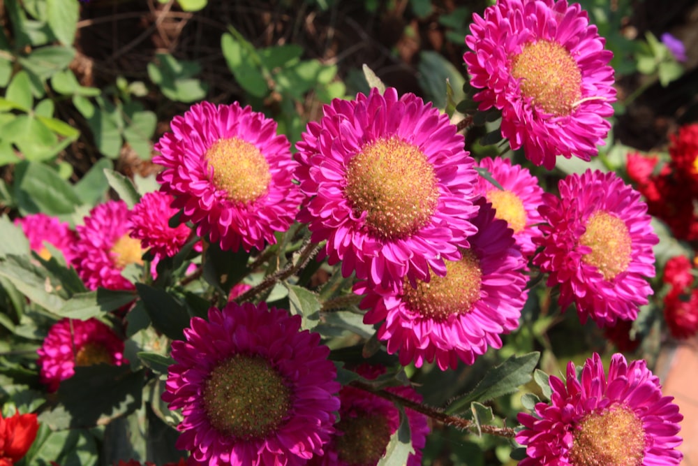 a close up of a bunch of pink flowers