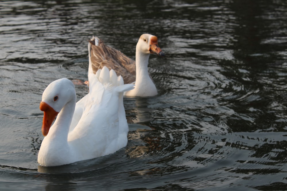 a couple of ducks floating on top of a lake