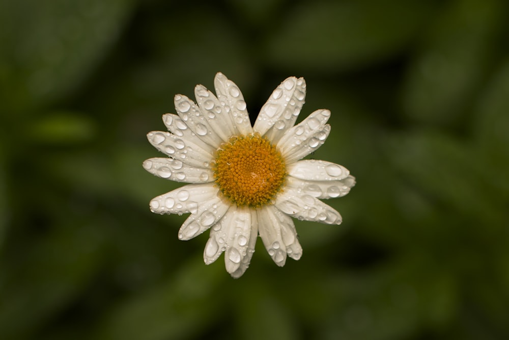 a white and yellow flower with water droplets on it