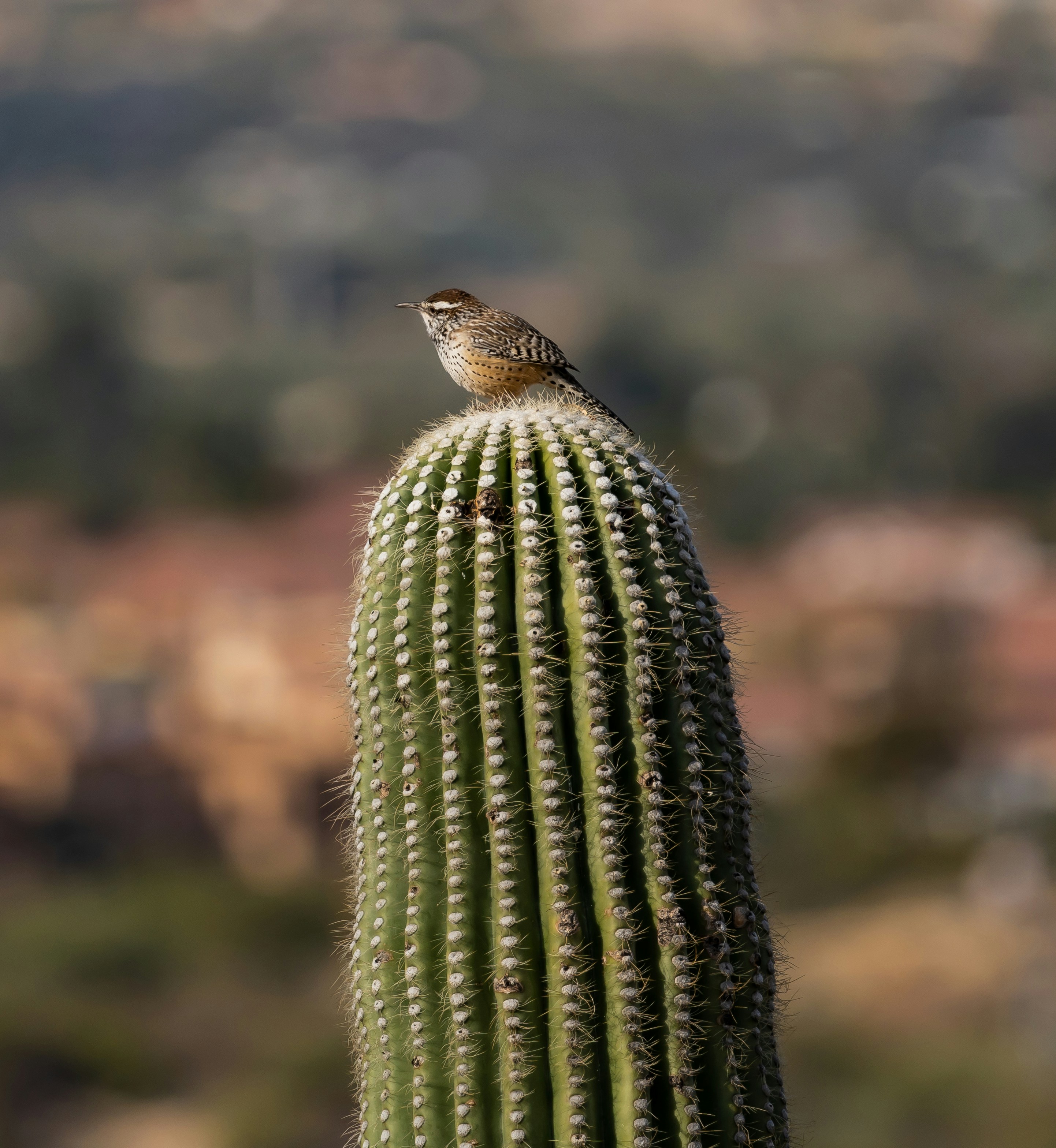 A small bird sitting on top of a green cactus photo  Free Bird Image on  Unsplash