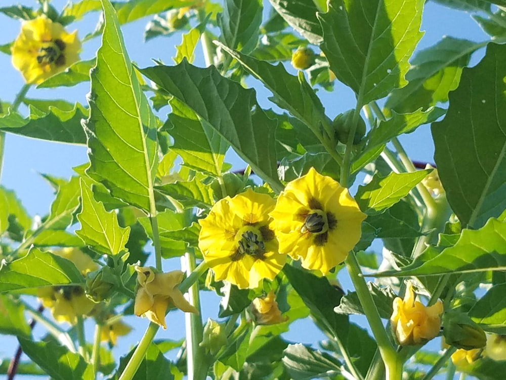 a close up of a plant with yellow flowers