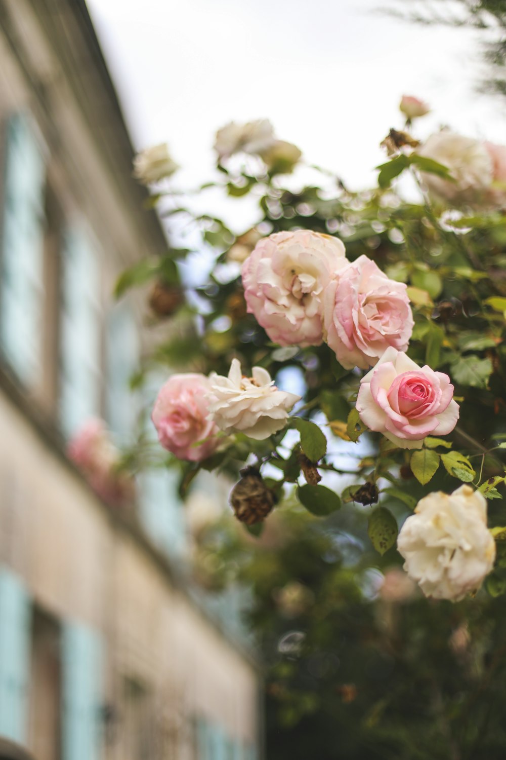 a bunch of pink and white roses on a tree