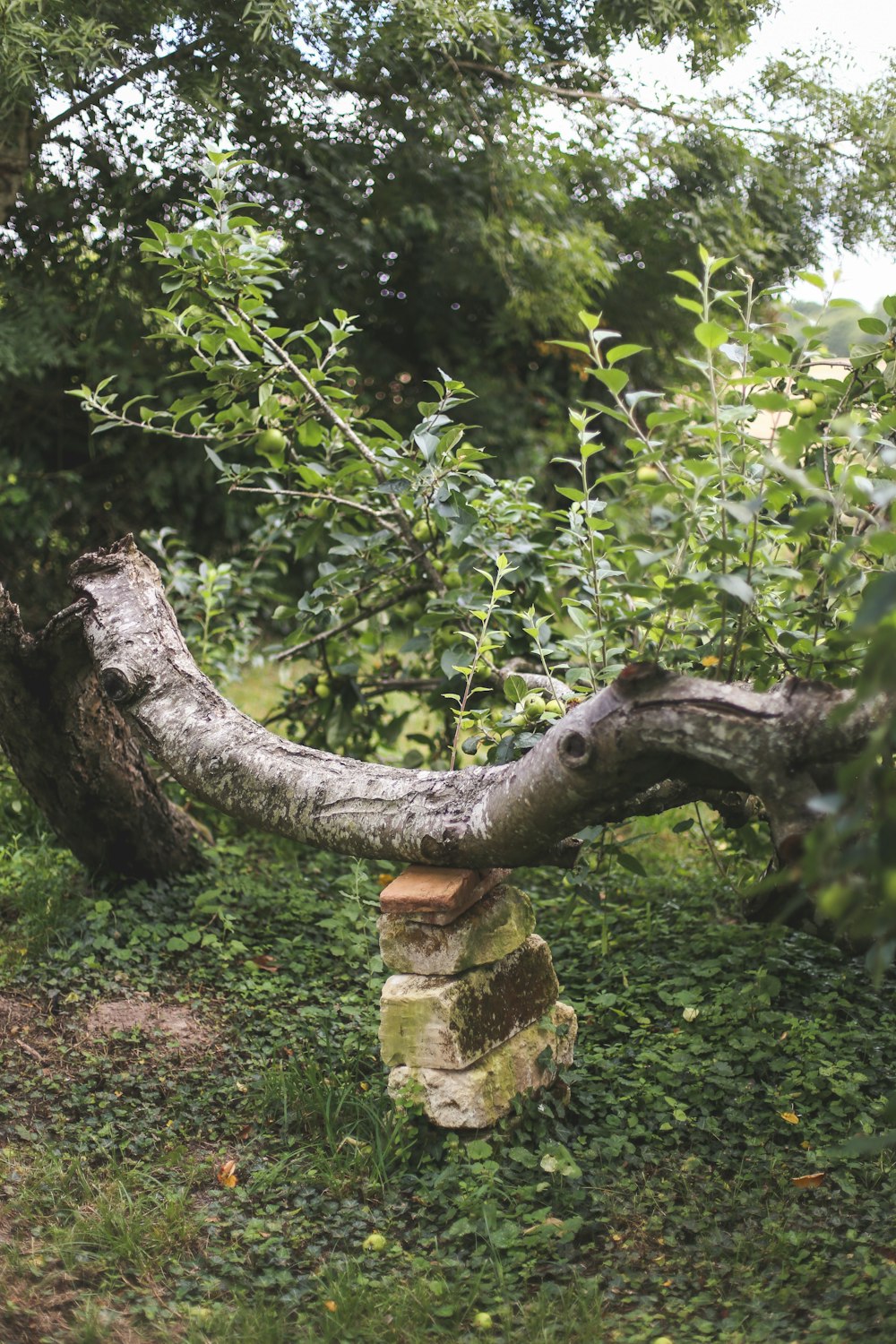 a tree that has fallen over in the grass