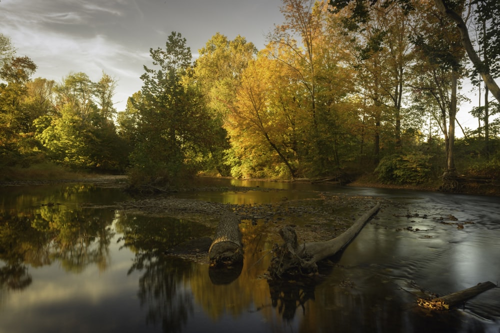 a river running through a forest filled with lots of trees