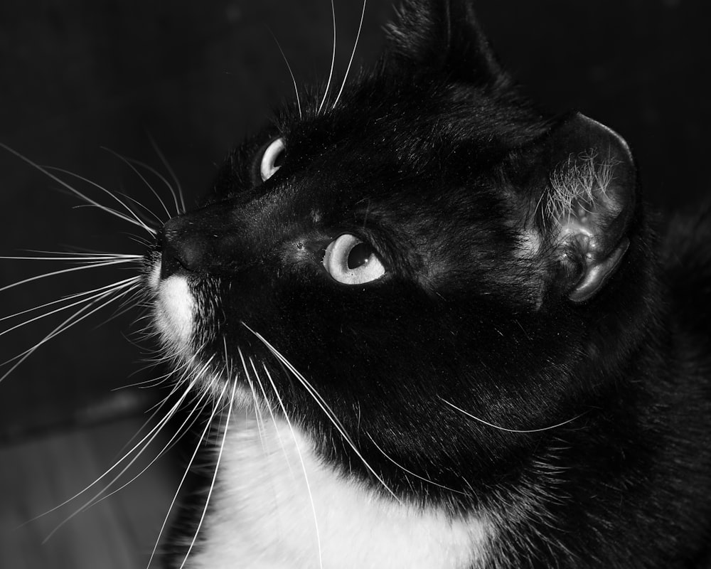 a black and white cat looking up at something