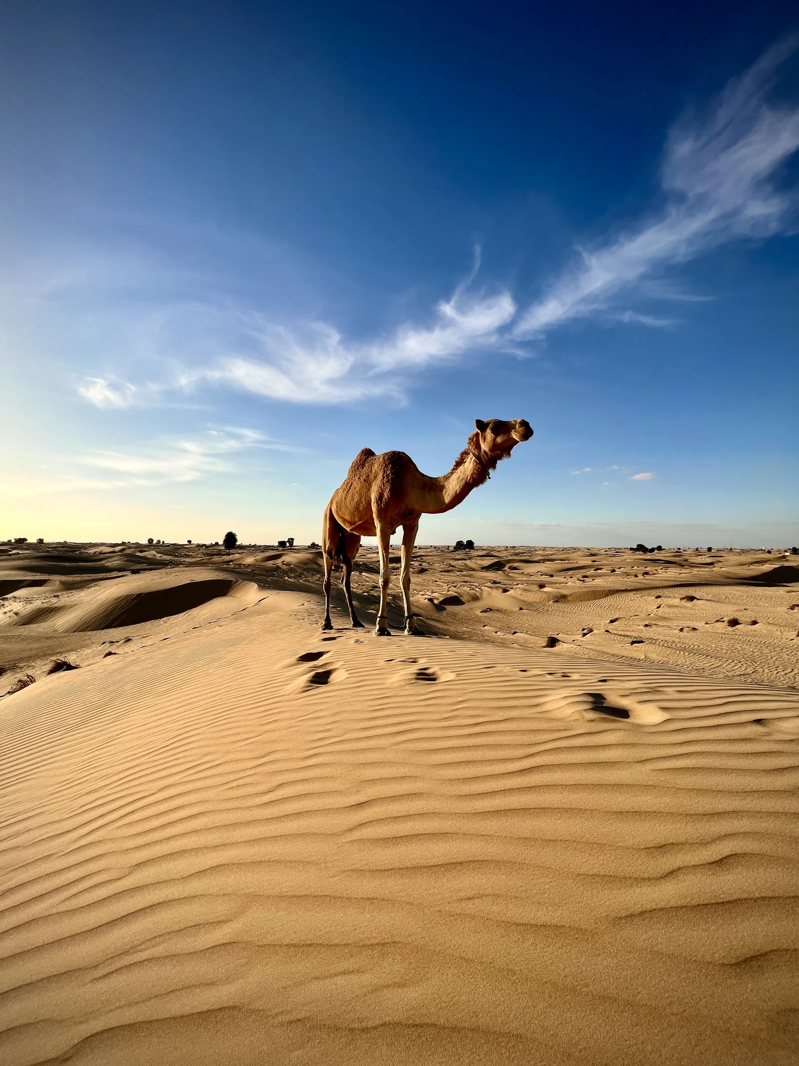 Camel standing on wind-rippled dunes in the Dubai desert