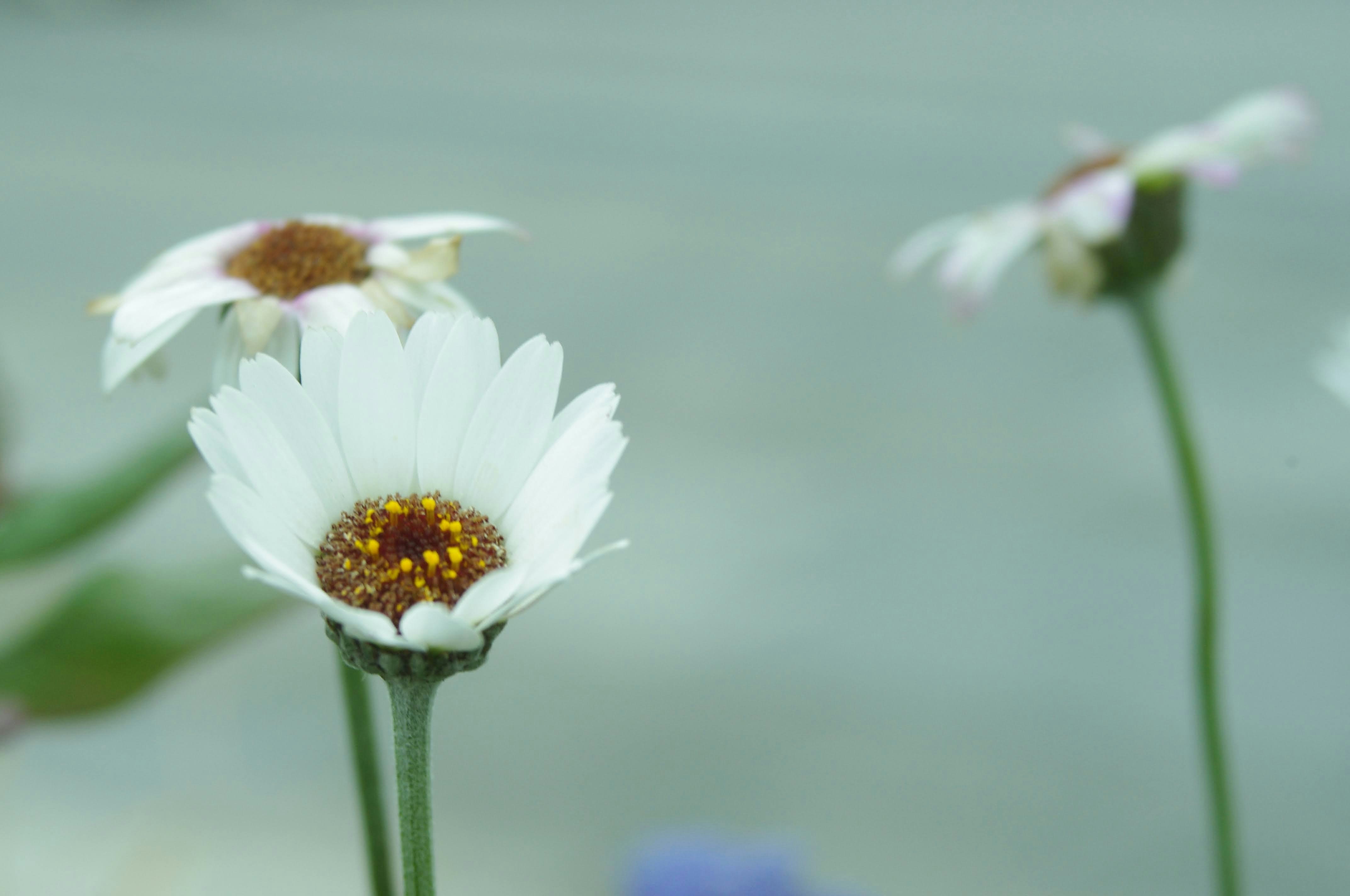Photo by chobico