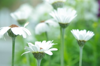 a bunch of white flowers in a field