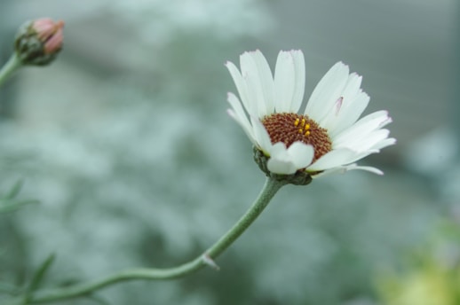 a close up of a flower with a blurry background