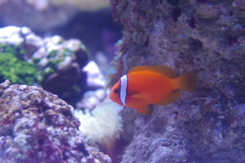 an orange and white fish in an aquarium