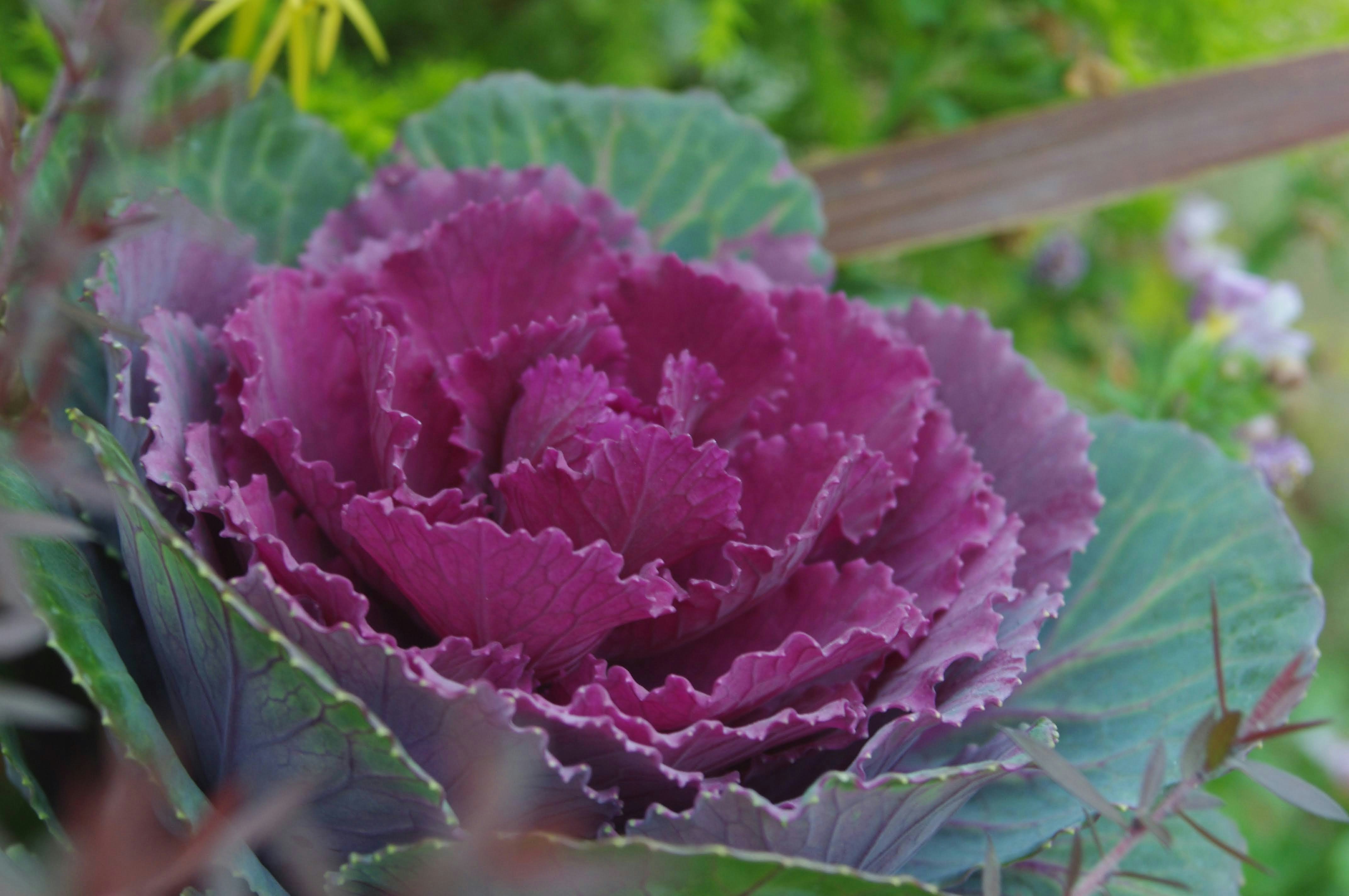 Un primo piano di un cavolo viola in un giardino