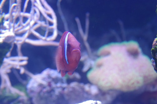 A vibrant clownfish with a white stripe down its body is swimming among the coral and plant life. The background features branching coral structures and a soft-focus expanse, creating an underwater ambiance.
