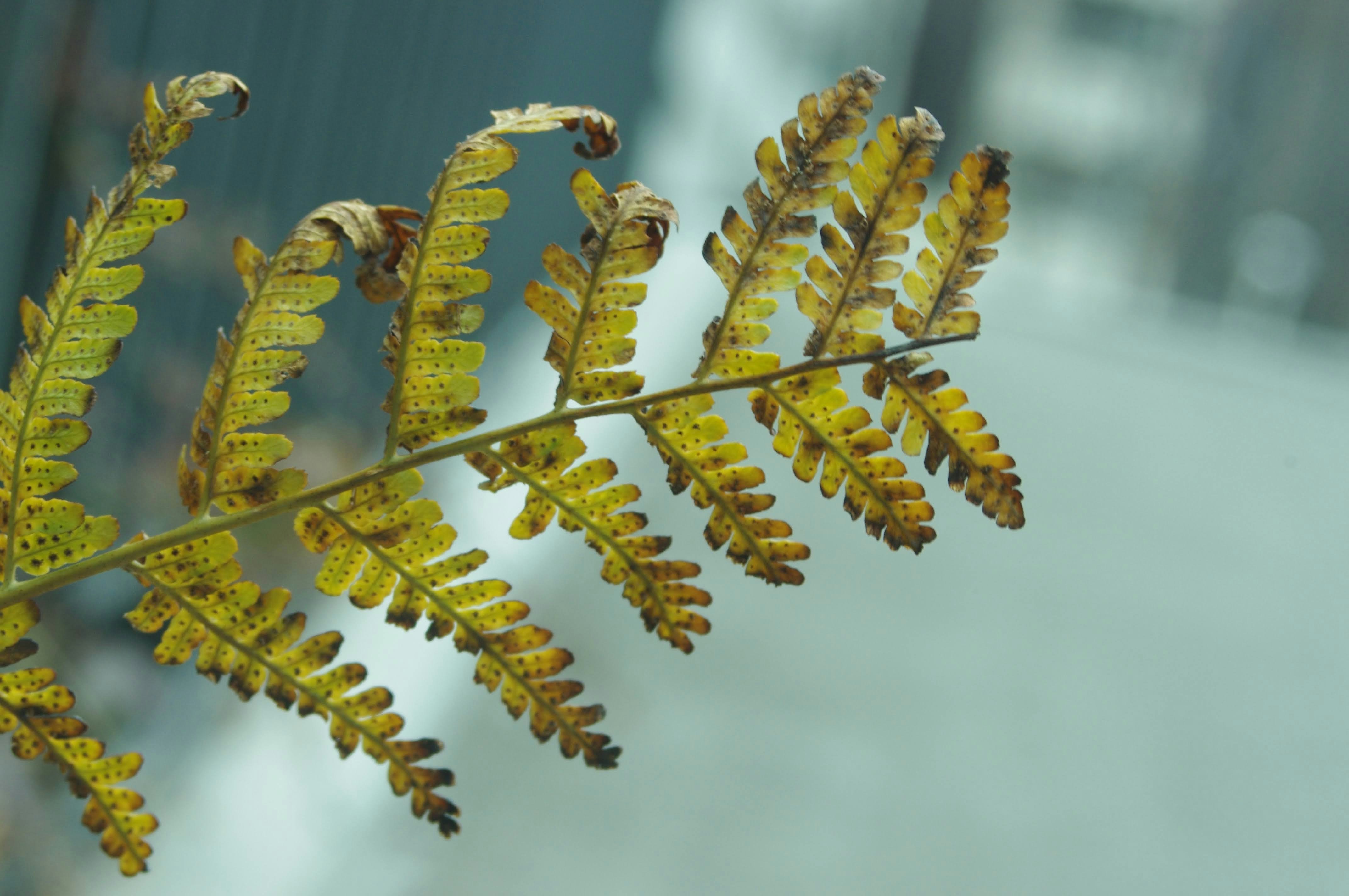 a close up of a plant with yellow leaves