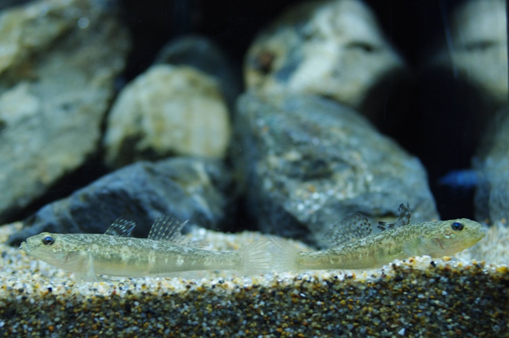 a close up of a fish in a tank