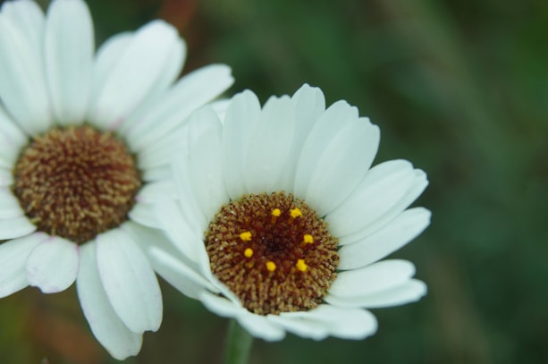 a close up of two white flowers with yellow centers