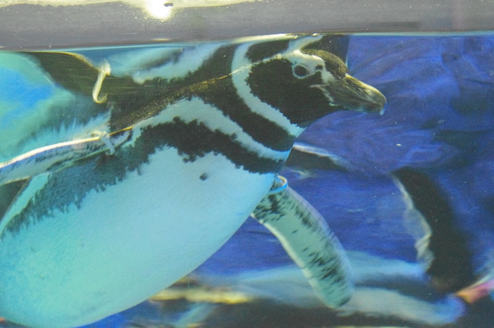 a penguin is swimming in an aquarium