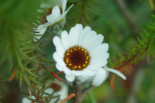 a close up of a white flower on a tree