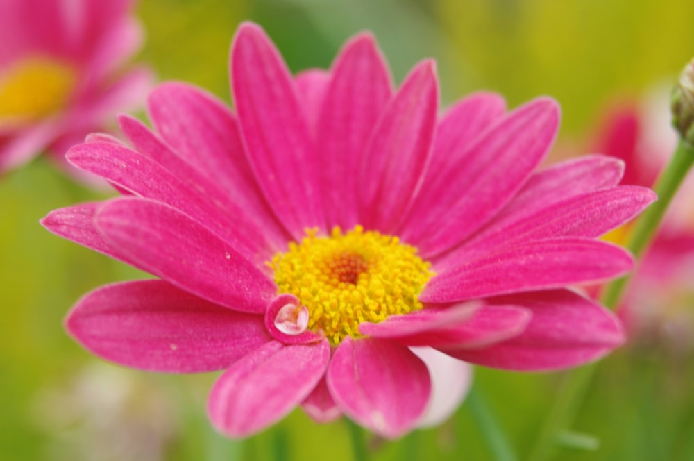 a close up of a pink flower with a yellow center