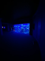 A crystal-clear aquarium illuminated by soft blue LED lighting highlighting vibrant fish.