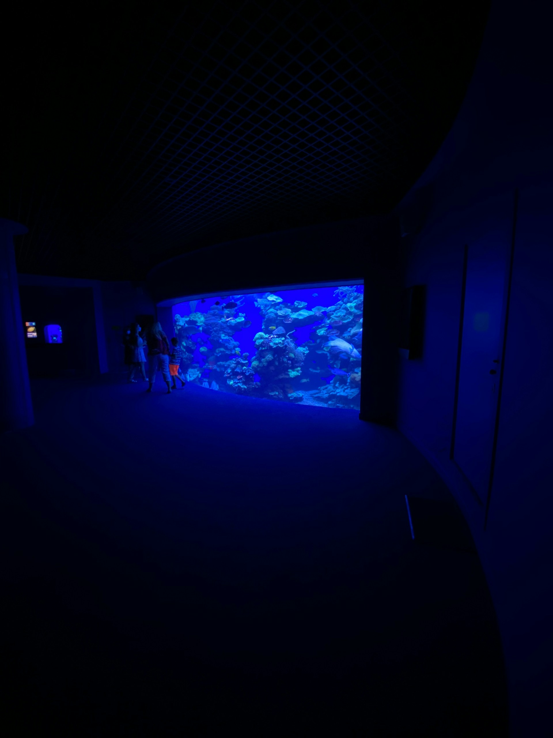 A large aquarium tank filled with various coral and fish is illuminated in a deep blue hue, creating a serene and captivating underwater scene. Several figures are silhouetted against the blue light, observing the aquatic display. The room is dark, enhancing the vividness of the aquarium's glow.