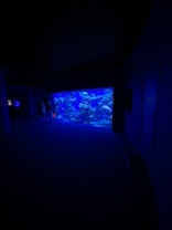 A large aquarium tank filled with various coral and fish is illuminated in a deep blue hue, creating a serene and captivating underwater scene. Several figures are silhouetted against the blue light, observing the aquatic display. The room is dark, enhancing the vividness of the aquarium's glow.