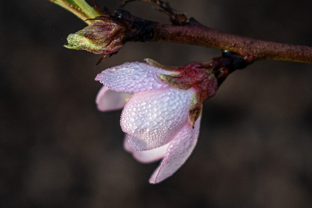 a close up of a flower on a tree branch