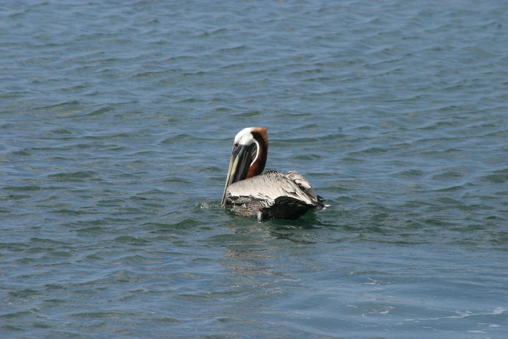 a pelican sitting on top of a body of water