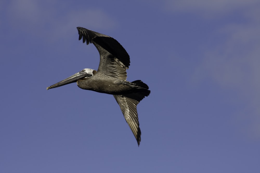 a large bird flying through a blue sky