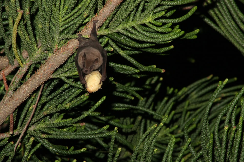 un uccello seduto su un ramo di un albero